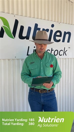 2K views · 13 reactions | Today's Market Report from the Trade Sale at Boyanup - 11 November 2025 See the comments for a full breakdown of the prices... | Nutrien Livestock & Breeding WA | Facebook