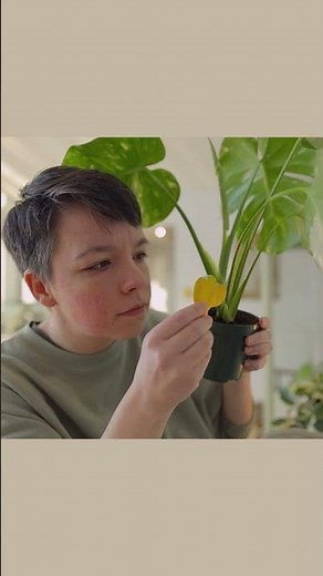 Why are my plants leaves turning yellow?
