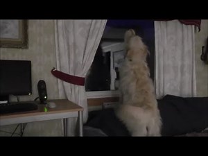 Dog barking sounds - Golden Retriever Poodle mix Goldendoodle barking, growling, 7 minuts 1/9 hour