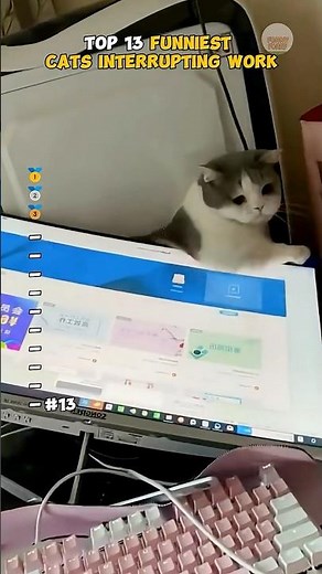 Top 13 FUNNIEST CAT INTERRUPTING WORK