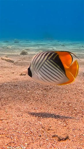 Joseph Leverton on Instagram: "5 fascinating facts about the Threadfin Butterflyfish (Chaetodon auriga), one of the most recognizable reef fish in tropical waters: 1. Signature “Thread” Fin: This butterflyfish gets its name from the long trailing filament on the back of its dorsal fin a “thread” that makes it easy to spot underwater. 2. Eye-Catching Coloration: It has a bold black eyestripe, yellow dorsal area, and a distinct dark spot near the tail (called a false eye), which helps confuse pred