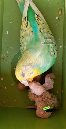 Budgies mom feeding baby #rbnbirds