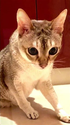 洗面所に潜むのが好きな同居猫の様子を見に来たたぬき猫なのにゃ♪#cat #シンガプーラ #トンキニーズ#たぬき猫#singapura#tonkinese