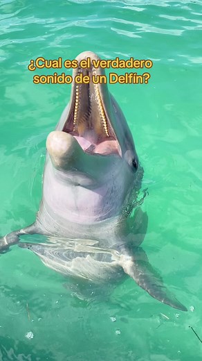Los Delfines pueden emitir más de 300 sonidos 🩵🐬 #delfines | delfines