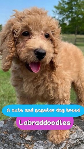 Bingooaw_doglover on TikTok