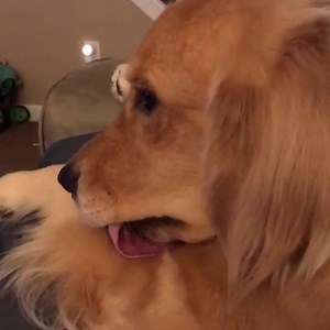 Monday. Post-holiday celebrations. All of us trying to work right now... | American Kennel Club