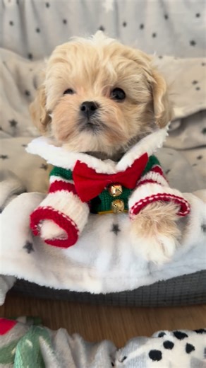 Maltipoo Puppy TEDDY- last year’s Santa’s Little Helper😇🎄🎅❤️🐾 #maltipoo #maltipoodle #maltipoos #maltipoosofinstagram #maltipoopuppy #maltipoolove #cutestpuppy #cutestdogs #cutestdogsever #dogslife #bestfriend #bestfriendsforever #dog #dogsofinsta #dogsofig #puppies #puppiesofinstagram #fluffypuppy #fluffypuppies #doodlepuppy #doodlepup #cutestdoodles #doodlelove #doodleoftheday #puppyoftheday | MLA Pets - My Little Angels
