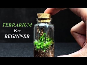 How To Make a Beginner Terrarium! Beginner Friendly Tutorial