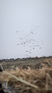 18K reactions · 57 shares | Snow will make geese do silly things! One might even call them silly gooses… | Spring Valley Rod and Gun Club | Facebook