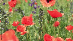 Red poppy. Spring flowers, natural background. A beautiful poppy blooms on a sunny windy day. Flowers close up. Papaver rhoeas. Flowers in the meadow