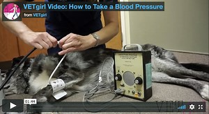 How to measure blood pressure with Amy Newfield, VTS (ECC) | VETgirl Veterinary Continuing Education Blog