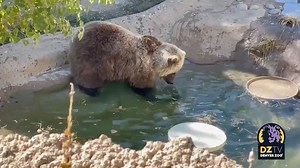 6.9K views · 577 reactions | #FatBearWeek is coming to a close and we...