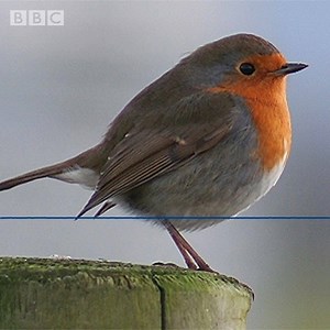 843K views · 339 reactions |   Birdy bliss... Birdsong from the English countryside. Listen out for the distinctive song of song thrushes, wrens, wood pigeons, rooks, crows, a chiffchaff, some angry blackbirds and a yaffle (AKA green woodpecker). | BBC Radio 3 | Facebook