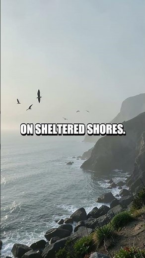 Did You Know Fog Quietly Redraws Our Coasts
