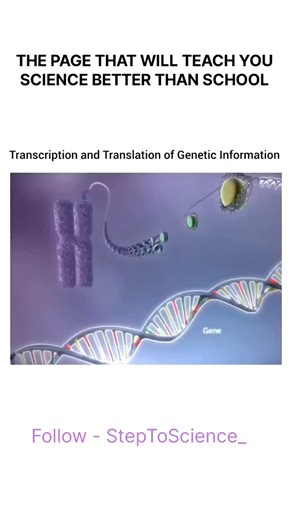 StepToScience on Instagram: "Transcription and Translation of Genetic Information 🧬 1️⃣ Transcription Transcription is the first step of gene expression. It occurs in the nucleus (in eukaryotes). The enzyme RNA polymerase uses one strand of DNA as a template to synthesize messenger RNA (mRNA). RNA nucleotides pair with DNA bases (A–U, T–A, C–G, G–C). The resulting mRNA carries the genetic code from DNA to the ribosome. 2️⃣ Translation Translation is the second step, where protein is made. It oc