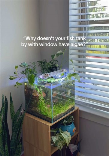 Effective Aquarium Care: Preventing Algae Growth