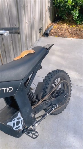 #ebike #gecko #tuttio #surronb #wheelie