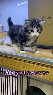 子猫さん元気に回復してくれました！#ノルウェージャンフォレストキャット #norwegianforestcat