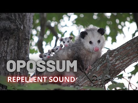 Opossum Repellent Sound