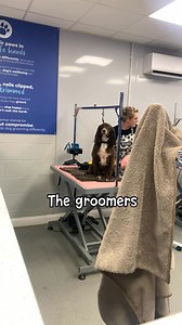 His face says it all 😂🤭 #dogs #spaniels #cockerspaniels #pawfluencer #cockerspaniel #doglover #dogmum #furbaby #englishcockerspaniel #cockerspanielworld #dogs #chocolatecocker #spanielsbelike #lifewithacocker #dogsarelife #dogoftheday #pet #spaniel #ifdogscouldtalk | woody_the_englishcocker