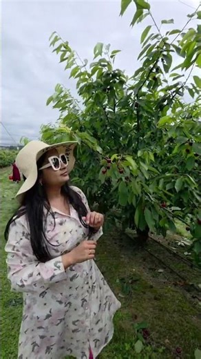 Cherry picking #australia #melbourne #summer