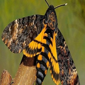 Meet the Butterfly of Death or Sphinx Butterfly ▷➡️ Postposmo