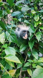 11 reactions | Meet the monkeys at our resorts! The Red Colobus...