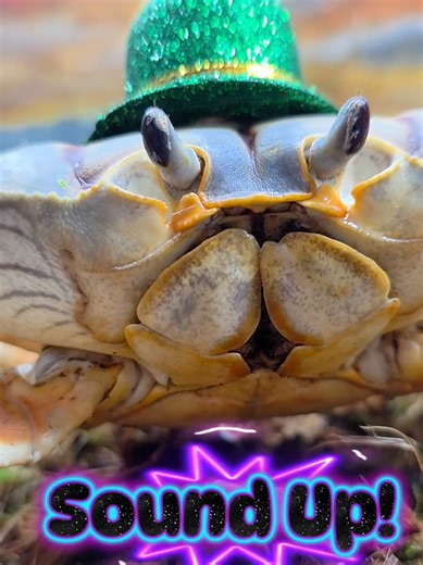 Crabs do make noise! They use their mandibles, other mouth parts, and also the teeth in their stomachs to vocalize and make sounds. I've been working with Winny for about a year to encourage her to communicate with me. #winnythecrab #crabsounds