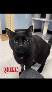 A lot of cuteness under one roof. Check out just some of our adoptable dogs, cats, and small animals each looking for a forever home of their own. Could it be yours? Learn more at rbari.org | Ramapo-Bergen Animal Refuge