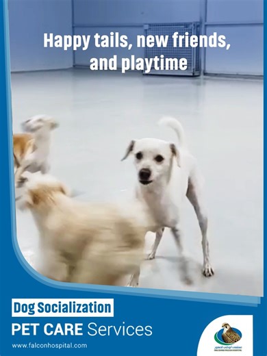 Is your dog boarding at ADFH PCC? Book for socialization sessions to keep them active and happy! Contact ADFH PCC for more info. هل يقيم كلبك في فندق الحيوانات لدى مركز رعاية الحيوانات الأليفة في مستشفى أبوظبي للصقور؟ احجز له جلسات تفاعل اجتماعي ليبقى نشيطاً وسعيداً! تواصل مع مركز رعاية الحيوانات في مستشفى أبوظبي للصقور لمزيد من المعلومات. #ADFH #ADFHPCC #DogBoarding #Socialization #PetCare #AbuDhabi | Abu Dhabi Falcon Hospital