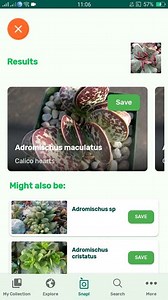 PlantSnap.com identifies Calico hearts (Adromischus maculatus), a low-growing,perennial leaf-succulent, forming small clusters or mats native to South Africa. | PlantSnap | Facebook