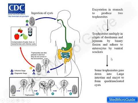 Giardia lamblia lecture