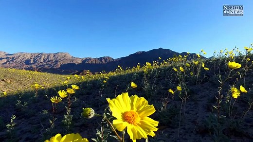 WATCH: This rare wildflower bloom in Death Valley National Park could be a "once in a lifetime opportunity,” a park ranger says. | NBC Nightly News with Tom Llamas