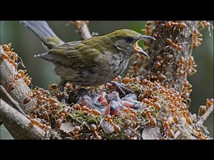 Survival Game | Fire Ants Destroy Baby Bird's Nest! (Close-up)
