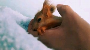 【Ruby酱】Ruby玩累了，手心直接入睡