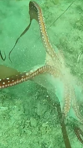 タコの捕獲に挑む素潜り漁師のスリリングな一撃シーンをご覧ください
