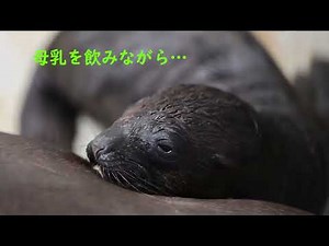 オタリアに待望の赤ちゃん 仙台うみの杜水族館
