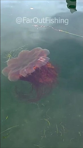 Giant Lions Mane jellyfish spotted in the Puget Sound #crazy #jellyfish #wow #pugetsound #amazing