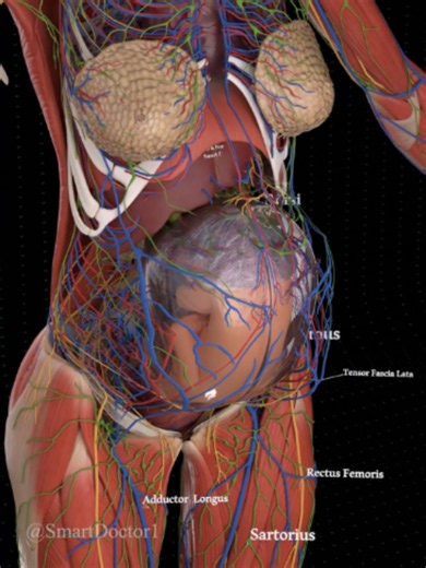 @drbahaadmour What Really Happens Inside the Body During Pregnancy? 💓👶🏻 ────────── Pregnancy transforms the anatomy of the body in remarkable ways. As the uterus expands, it occupies progressively more space within the abdomen and pelvis while surrounding organs, major blood vessels, nerves, muscles, and lymphatic pathways must coexist within an increasingly crowded anatomical environment. This detailed 3D visualization reveals the enlarged uterus together with the developing fetus and placen