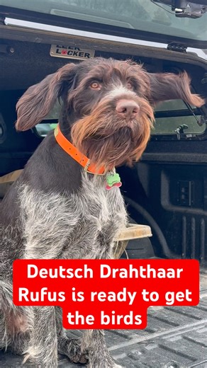 Deutsch Drahthaar or German Wirehaired Pointer #deutschdrahthaar