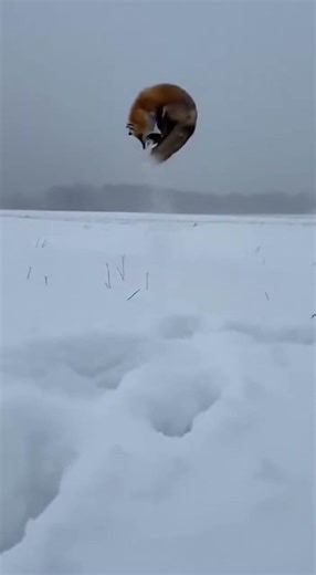 The Comical Struggle of a Fox Hunting in Extremely Deep Powder Snow