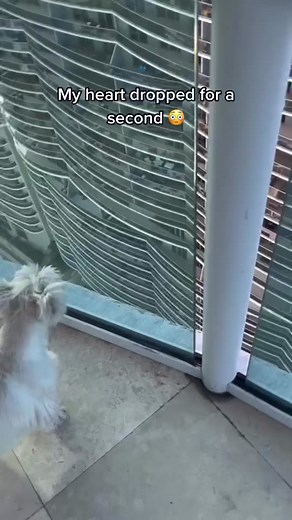 Hilarious Dog Moments That Will Leave You Laughing 😂