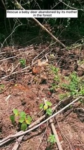 Rescue a baby deer abandoned by its mother in the forest 🥰❤ | Best Video