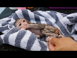 Cute baby monkey feeding time So Good