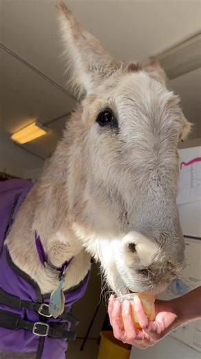 3.6K views · 243 reactions | This little donkey just stole my heart  #DonkeyLove #TooCute #AnimalLover #Donkey #DonkeyAdventures #DonkeyLove #DonkeyLife #DonkeyDreams #DonkeyMagic #DonkeyCompanion #DonkeyConnection | Donkey Whisperer | Facebook