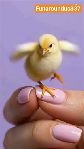 Tiny chick on hands | #aichicken #aibaby funny chick dancing on hands #shortvideo #bird