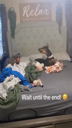 Unleash the Laughter: Seriously Funny Dog Moments | Dog Family