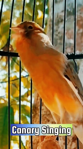 canary Singing Training | Singing Canaries #galerikenariindonesia #birdsinging #canary #kenari3in1