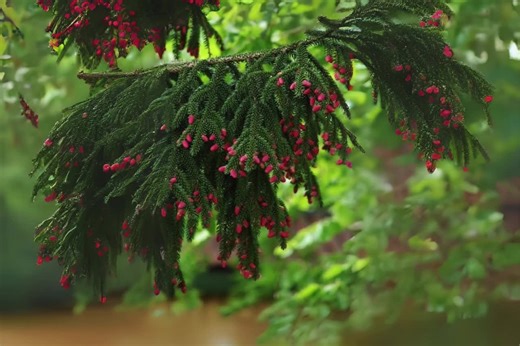 30 Red Spruce Tree Seeds – Picea Rubens – Hardy Evergreen Conifer for Landscaping and Reforestation - Etsy