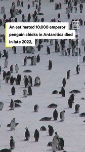 19K views · 52 reactions | Emperor penguin colonies in Antarctica saw a devastating loss of chicks in 2022 as sea ice melted and separated right beneath their feet | NowThis Earth | Facebook
